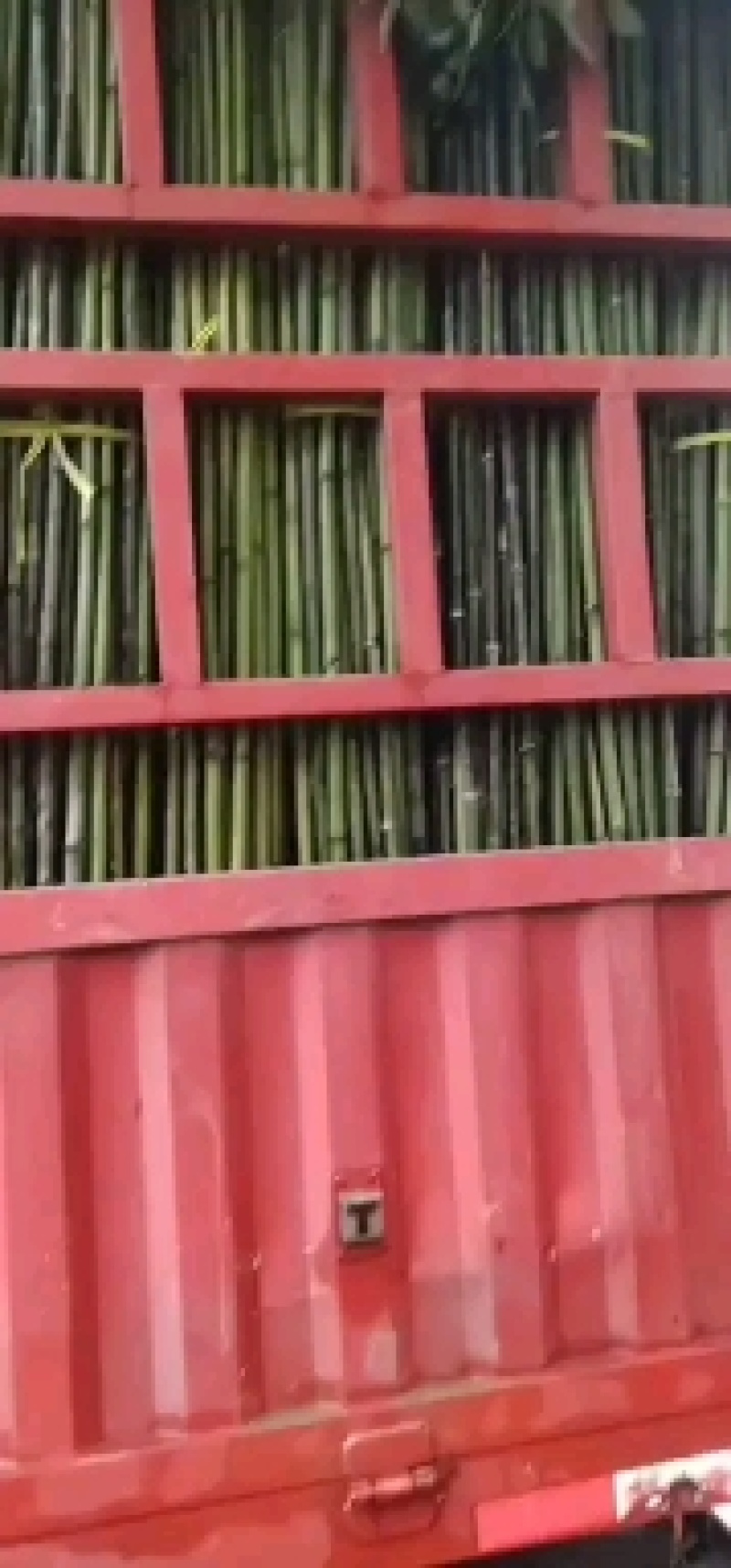 河南濮阳范县竹竿批发市场