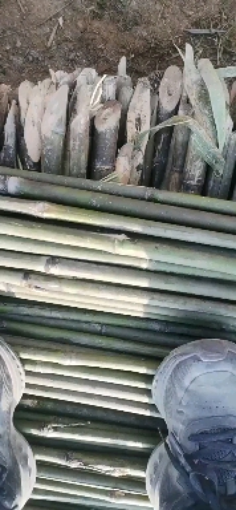 河南濮阳范县竹竿批发市场