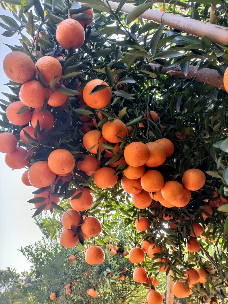 蕉柑，春节潮汕受宠的“大吉”