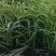 小米草种子