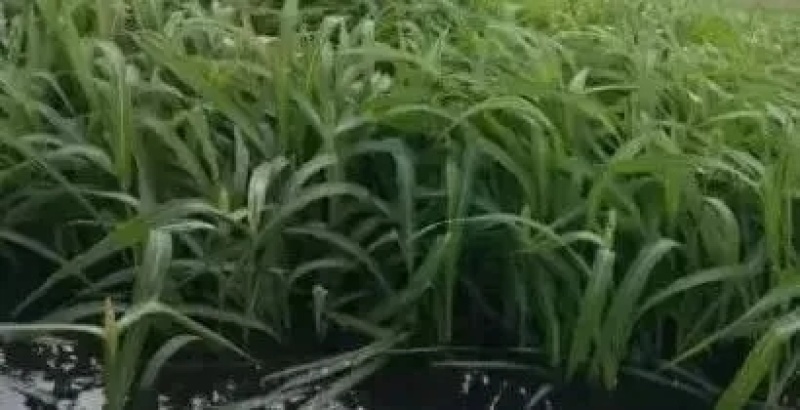小米草种子