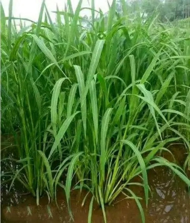 小米草种子