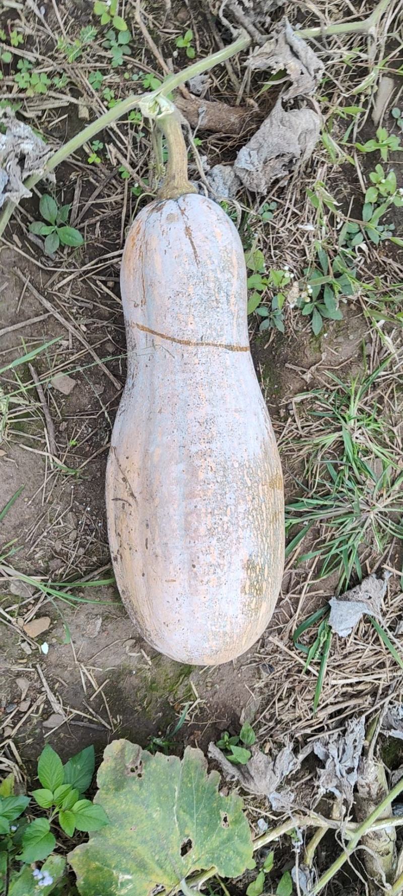 徐闻县优质小南瓜，物美价廉，清甜爽口，品质优等。