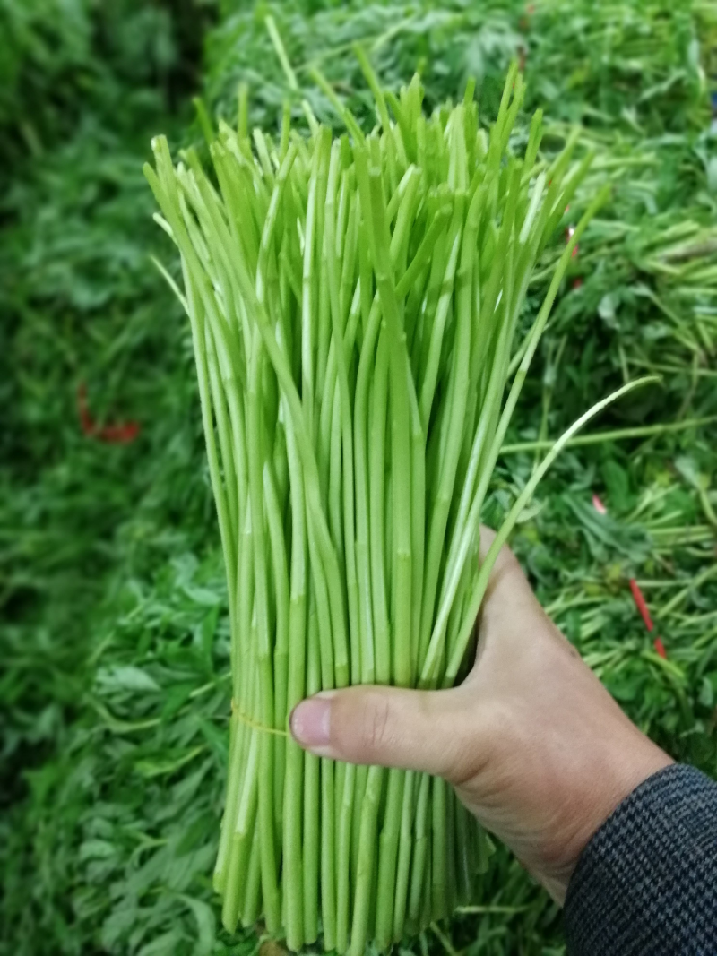 正宗湖北黎蒿，自家产园，十多亩，可实地考察。