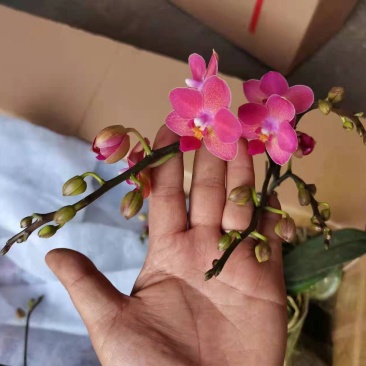 进口欧美香花带香味3.5寸单梗枝蜡纸型花花期长达半年以上