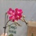 进口欧美香花带香味3.5寸单梗枝蜡纸型花花期长达半年以上