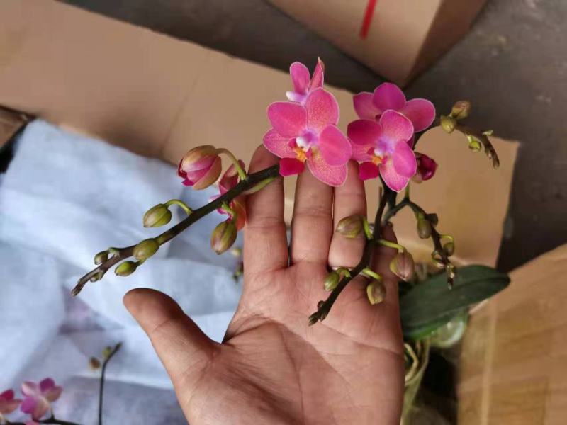 进口欧美香花带香味3.5寸单梗枝蜡纸型花花期长达半年以上