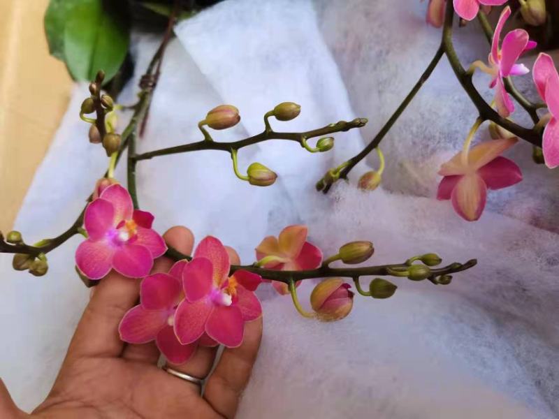 进口欧美香花带香味3.5寸单梗枝蜡纸型花花期长达半年以上