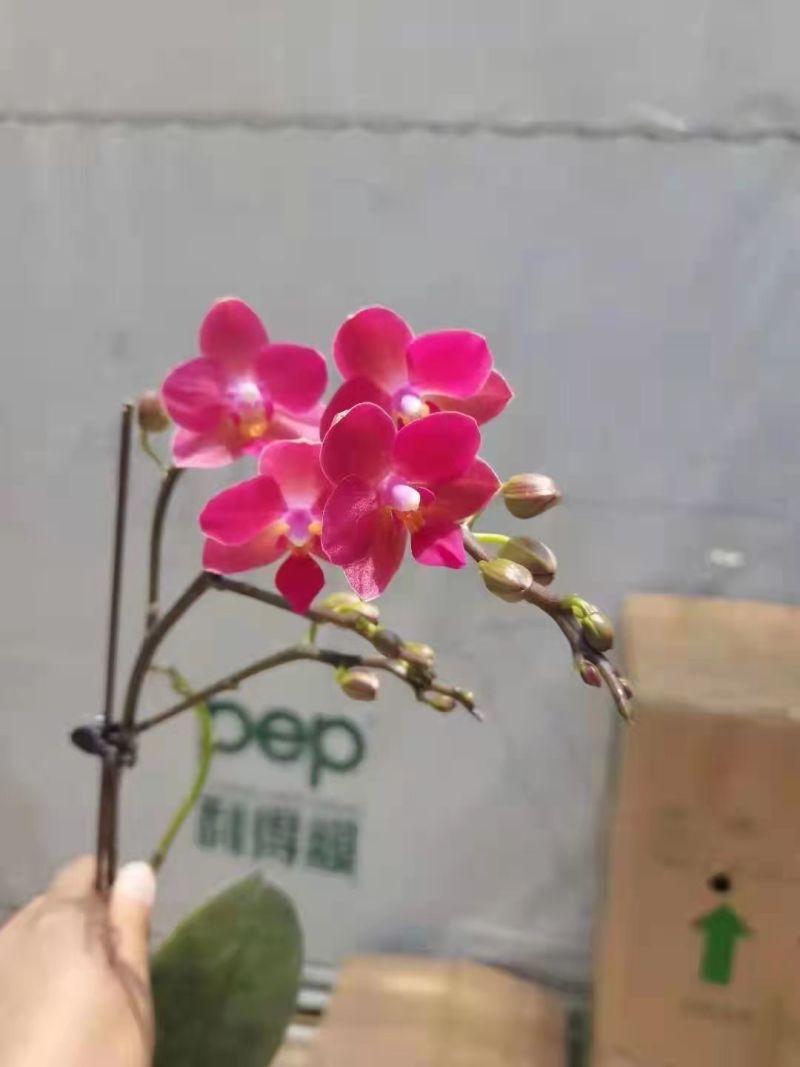 进口欧美香花带香味3.5寸单梗枝蜡纸型花花期长达半年以上
