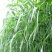 进口高丹王草种子杂交王草种子亩用量6斤养殖牛羊猪畜牧草