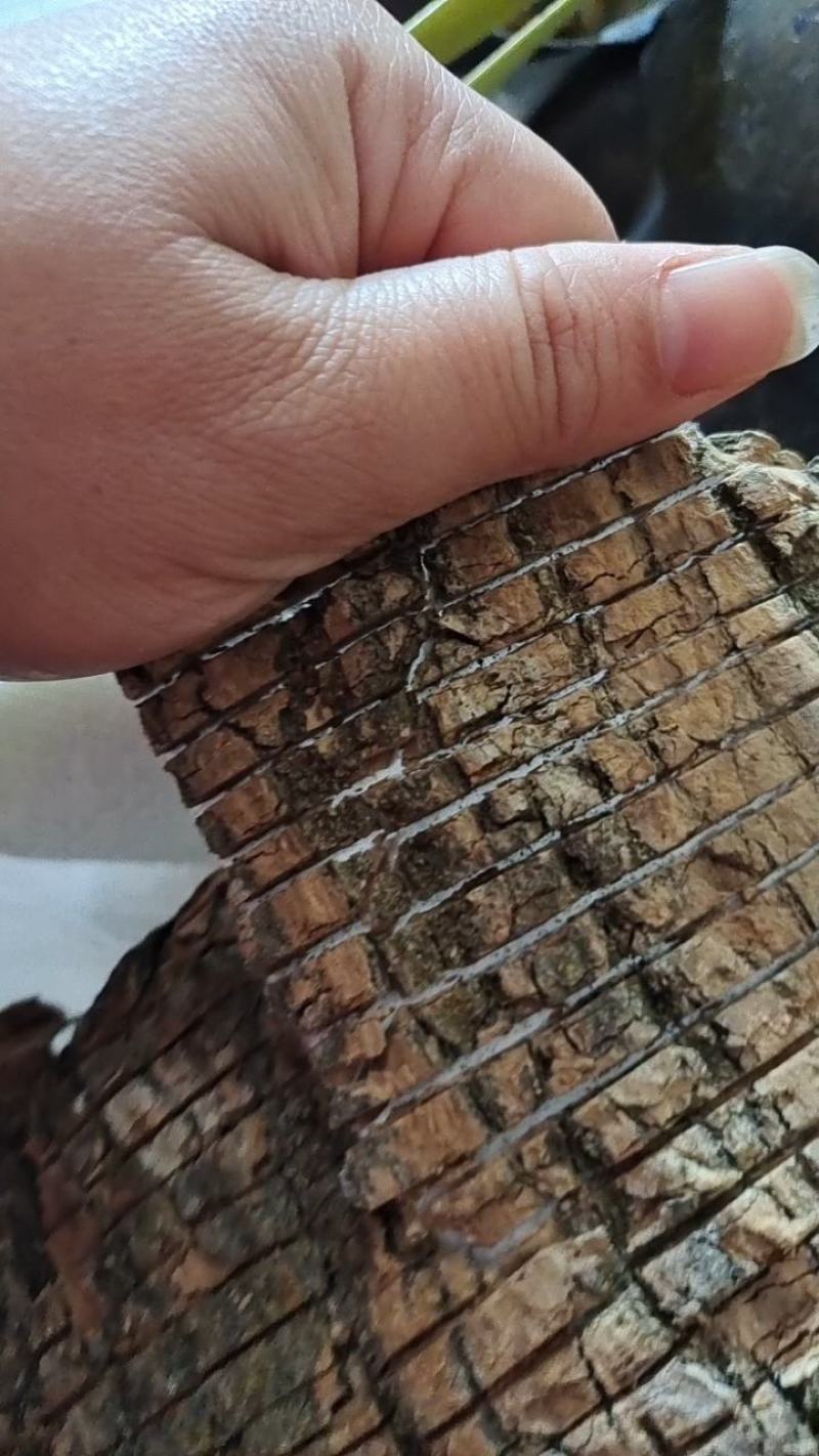 【热】精品广西杜仲皮产地直发，品质保证，量大从优