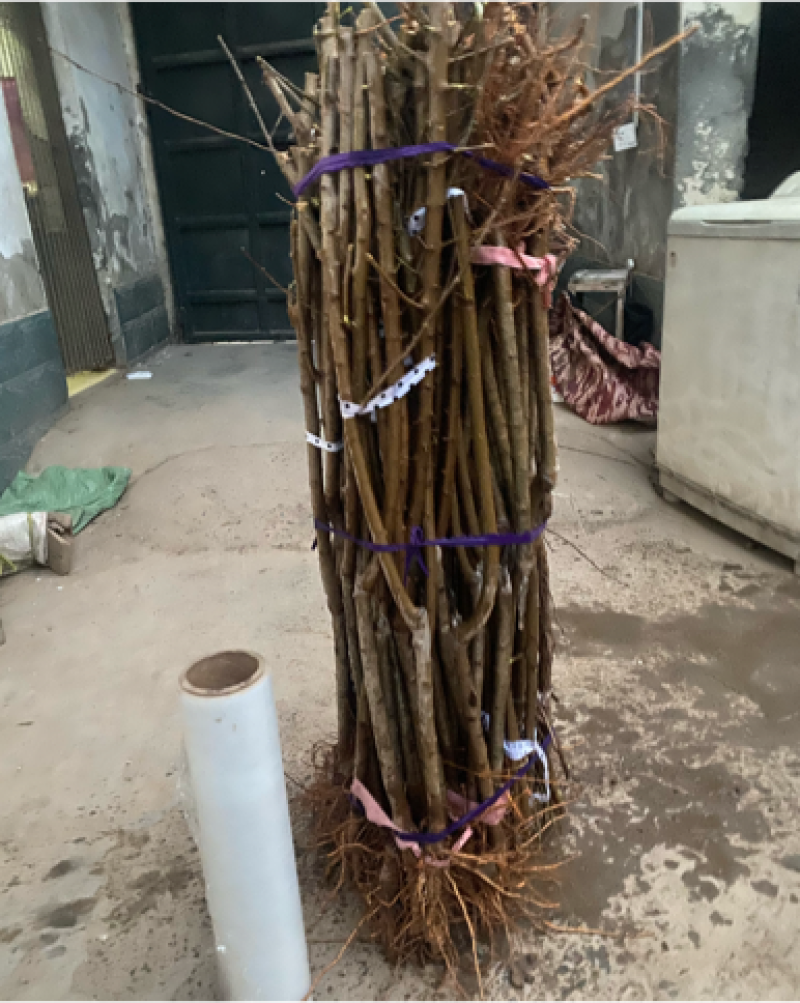 李子树、味帝，黄香槟，恐龙蛋黑总统李青脆前卫李子
