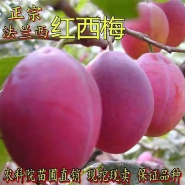 嫁接蜂糖李子西梅树苗南方北方庭院阳台盆栽地栽当年结果