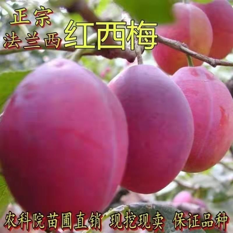 嫁接蜂糖李子西梅树苗南方北方庭院阳台盆栽地栽当年结果