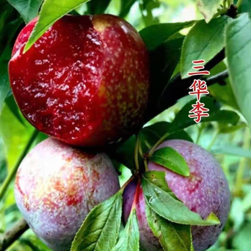 嫁接蜂糖李子西梅树苗南方北方庭院阳台盆栽地栽当年结果