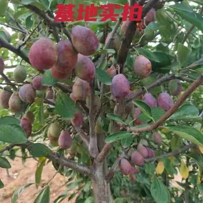 嫁接蜂糖李子西梅树苗南方北方庭院阳台盆栽地栽当年结果