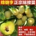 嫁接蜂糖李子西梅树苗南方北方庭院阳台盆栽地栽当年结果