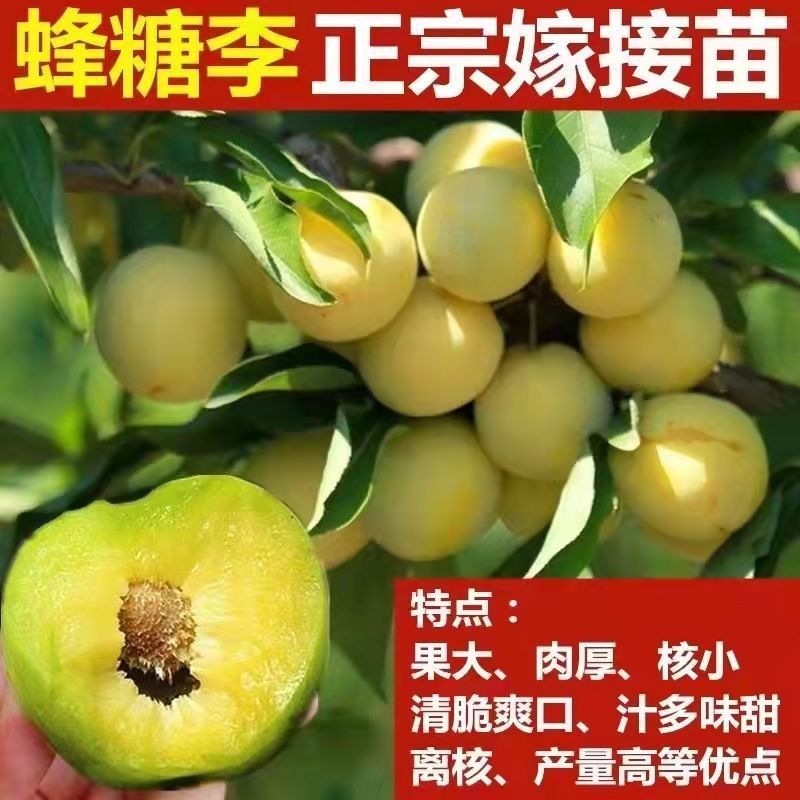 嫁接蜂糖李子西梅树苗南方北方庭院阳台盆栽地栽当年结果