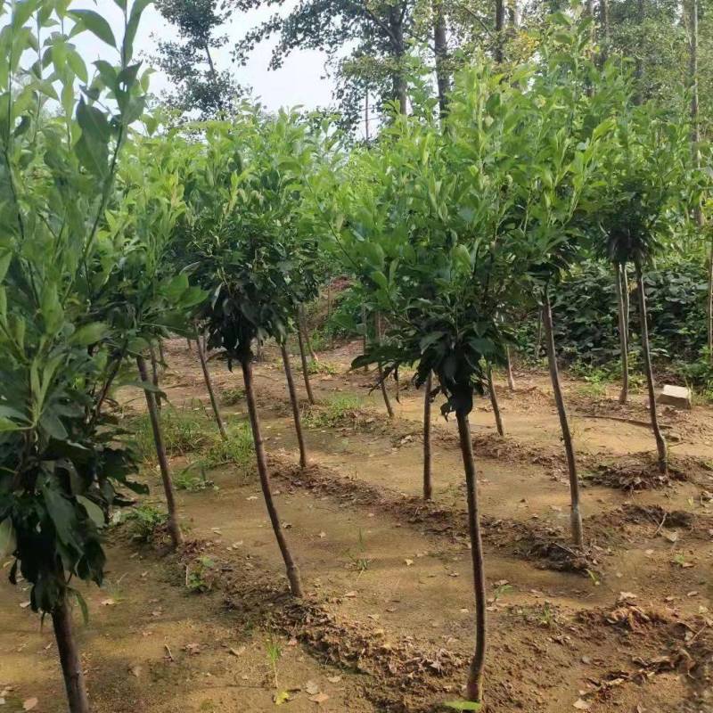 嫁接蜂糖李子西梅树苗南方北方庭院阳台盆栽地栽当年结果
