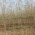 速生白蜡苗两三公分！白蜡树3/15公分，商丘货源