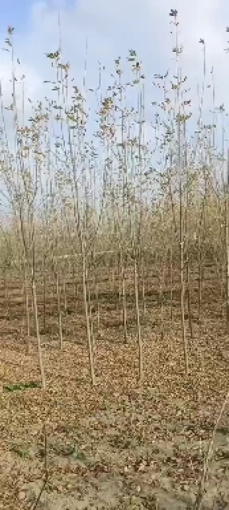 速生白蜡苗两三公分！白蜡树3/15公分，商丘货源