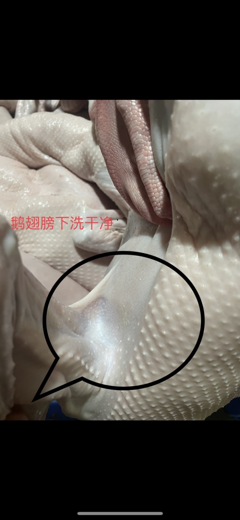 狮头鹅带鹅掌鹅翅全鹅狮头鹅翅冷冻鹅翅膀鹅肉新鲜