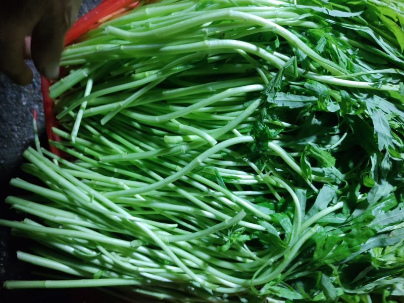 精品芦蒿大量供货