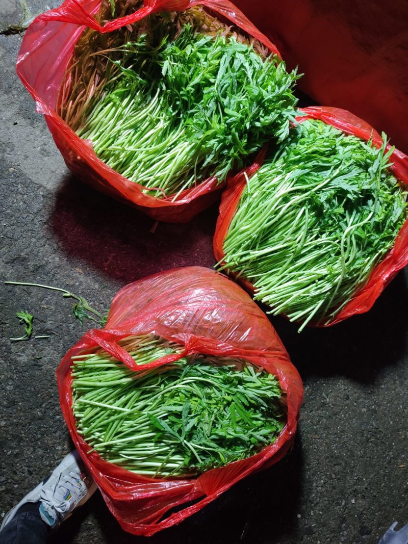 精品芦蒿大量供货