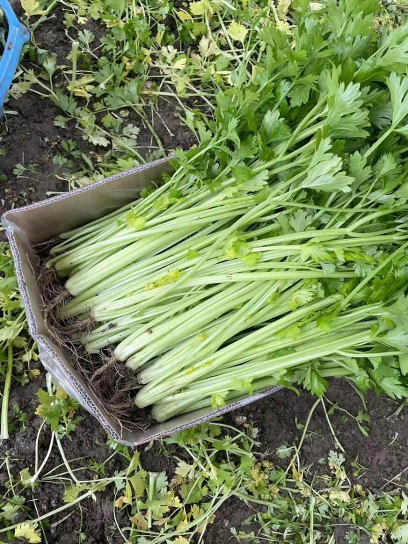 芹菜江苏精品香芹，一手货源，量大从优，欢迎挑选采购