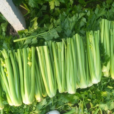 山东暖棚西芹