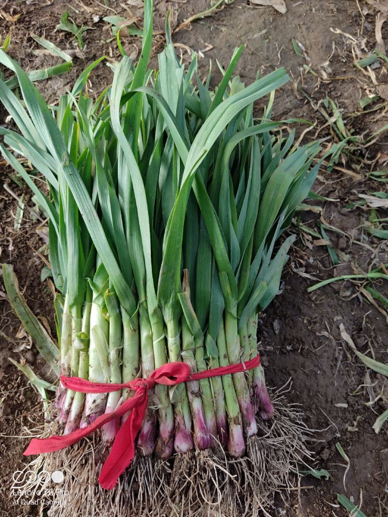 红根蒜苗根红苗正无干尖无黄叶地头现场装货保质保量