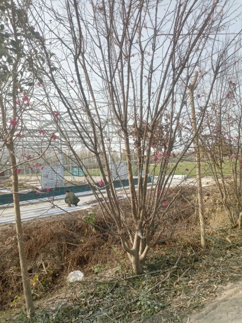 北美海棠商丘货源，树形优美