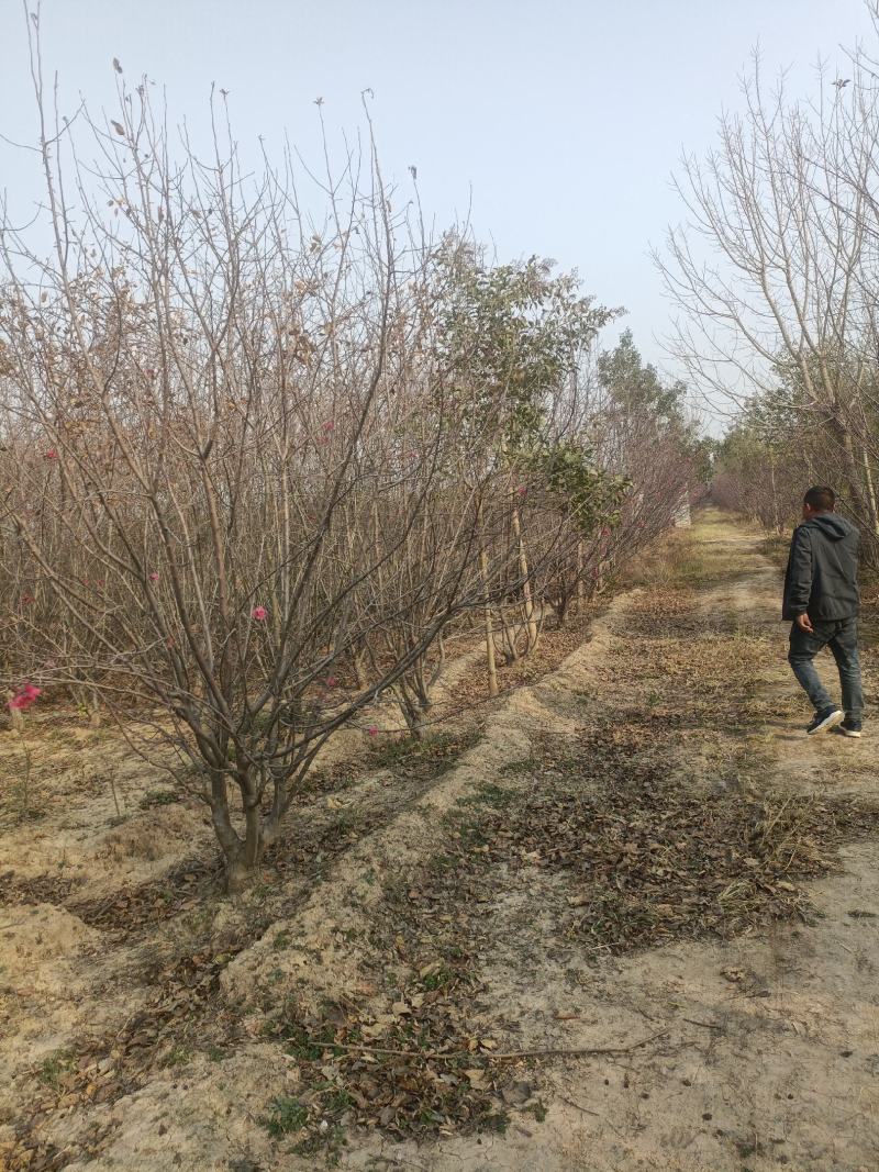 北美海棠商丘货源，树形优美