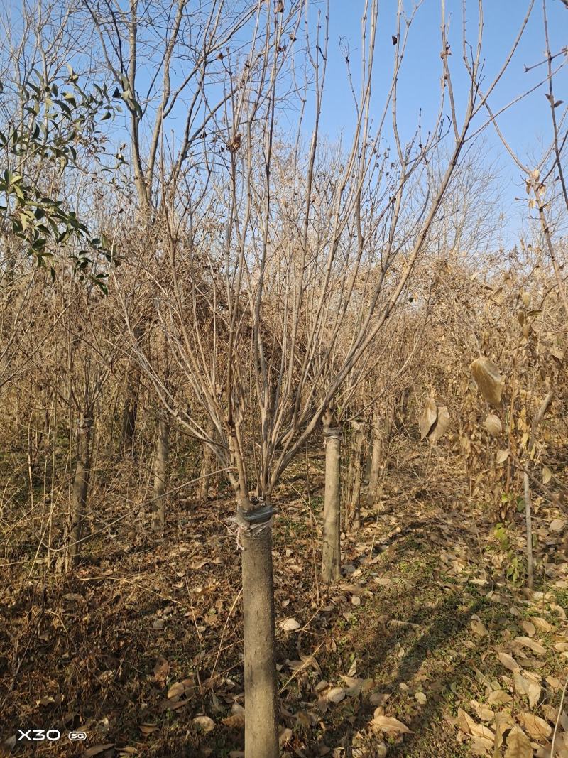 丁香~独杆丁香6~7~8~9公分，有需要老板联系