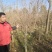 丁香~独杆丁香6~7~8~9公分，有需要老板联系