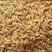 新燕麦米修长饱满质量好，大量供应，价格优惠，欢迎