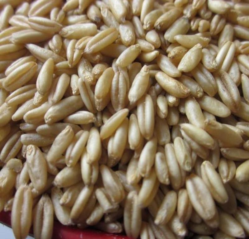 新燕麦米修长饱满质量好，大量供应，价格优惠，欢迎