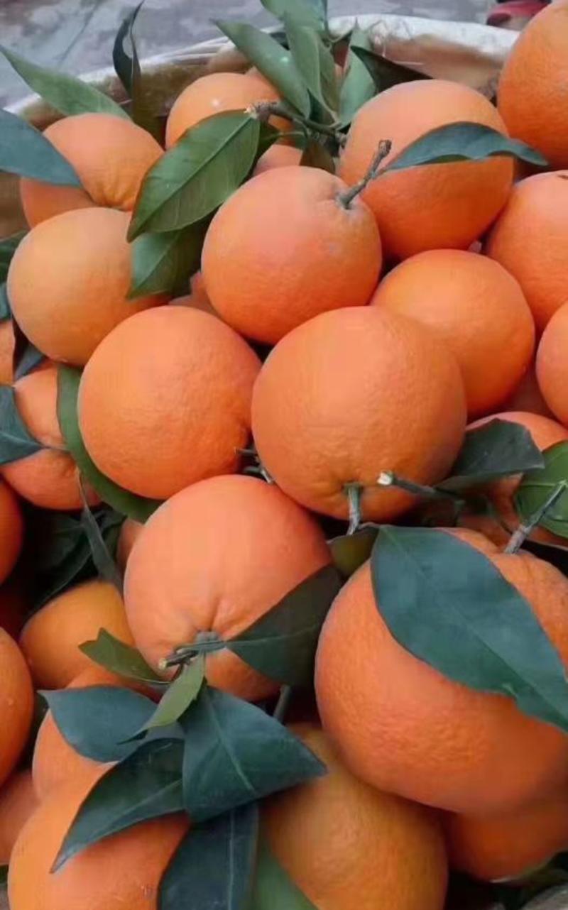 重庆奉节脐橙大量供应货源充足价格美丽欢迎来电