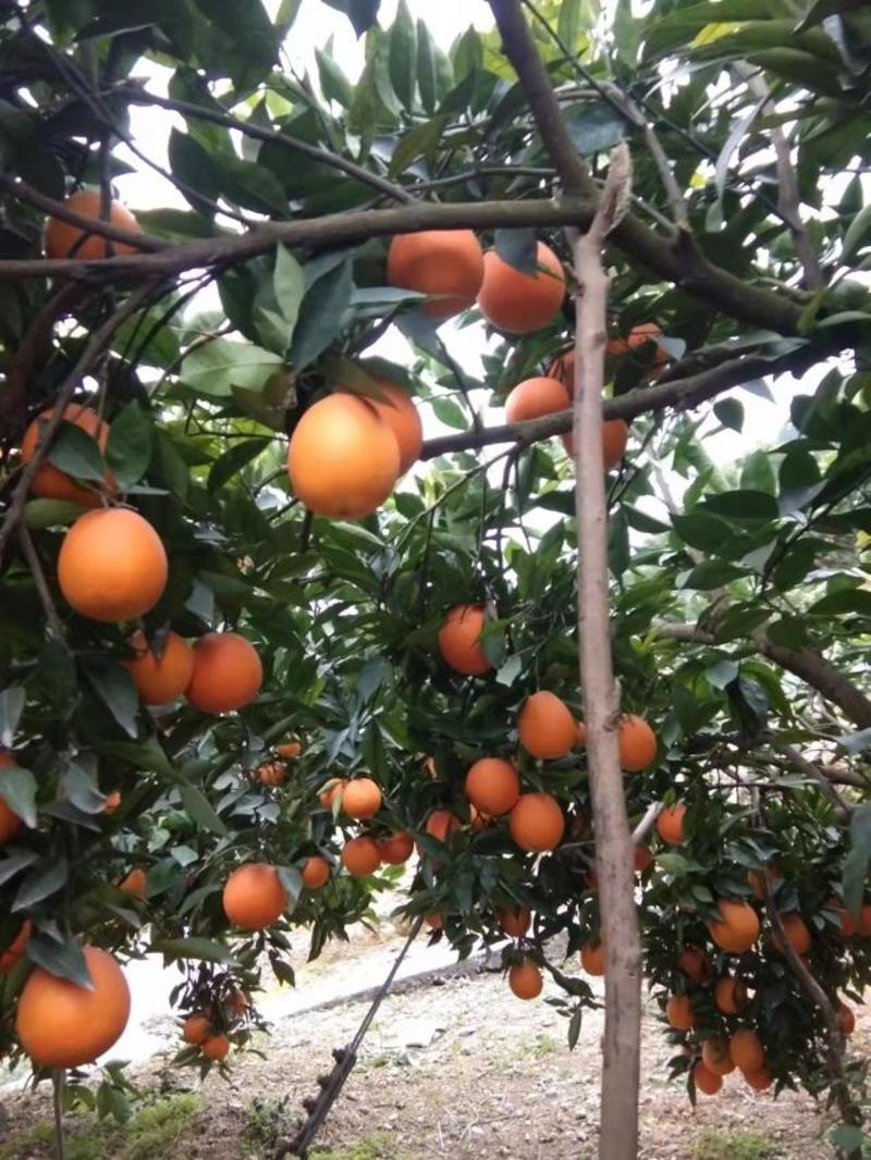 重庆奉节脐橙大量供应货源充足价格美丽欢迎来电