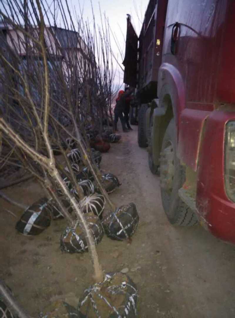 2公分3公分4公分美早樱桃苗齐早布鲁克斯弗里斯科