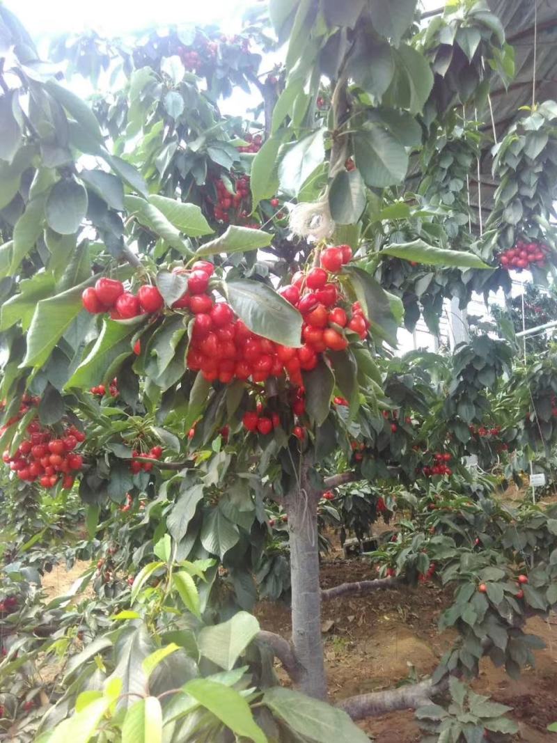 2公分3公分4公分美早樱桃苗齐早布鲁克斯弗里斯科