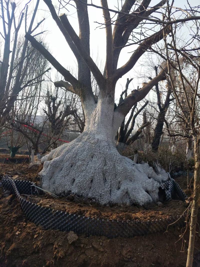 柿子树转业做柿子树这一行，2-150公分占地，工程都有