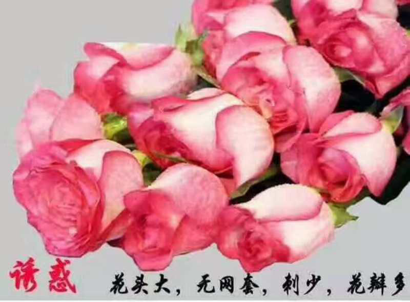 各类玫瑰苗
