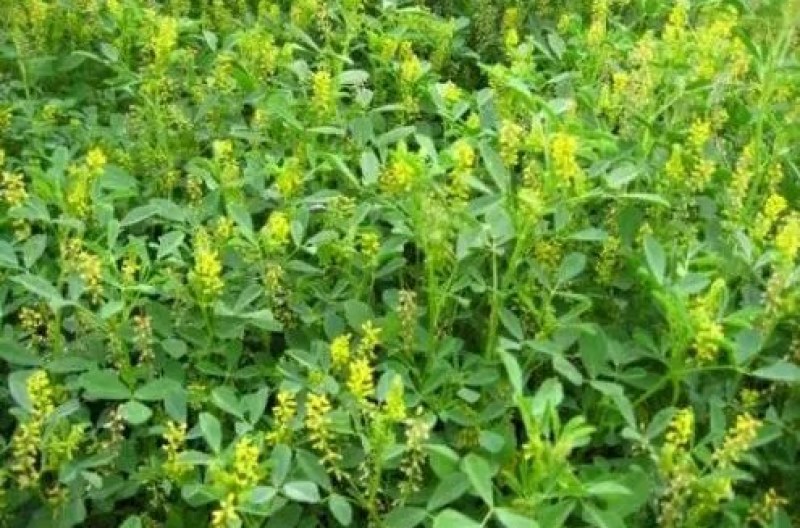 草木樨种子黄花苜蓿种子绿肥牧草种子蜜源植物量大优惠
