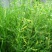 草木樨种子黄花苜蓿种子绿肥牧草种子蜜源植物量大优惠