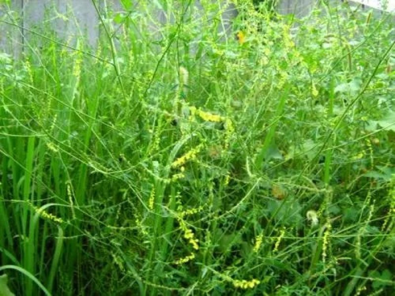 草木樨种子黄花苜蓿种子绿肥牧草种子蜜源植物量大优惠