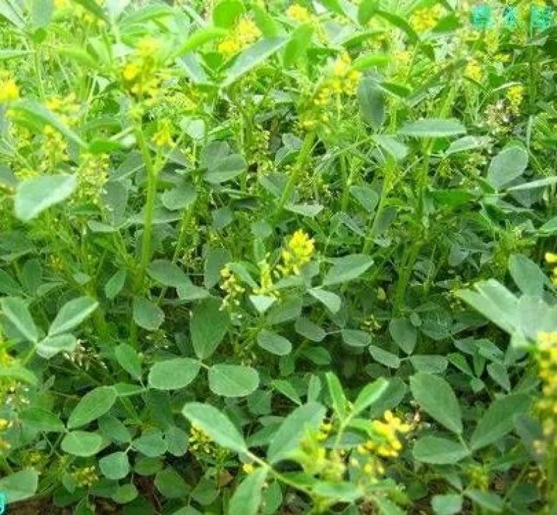 草木樨种子黄花苜蓿种子绿肥牧草种子蜜源植物量大优惠