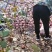 山东潍坊红富士苹果，膜袋，80以上，大量供应