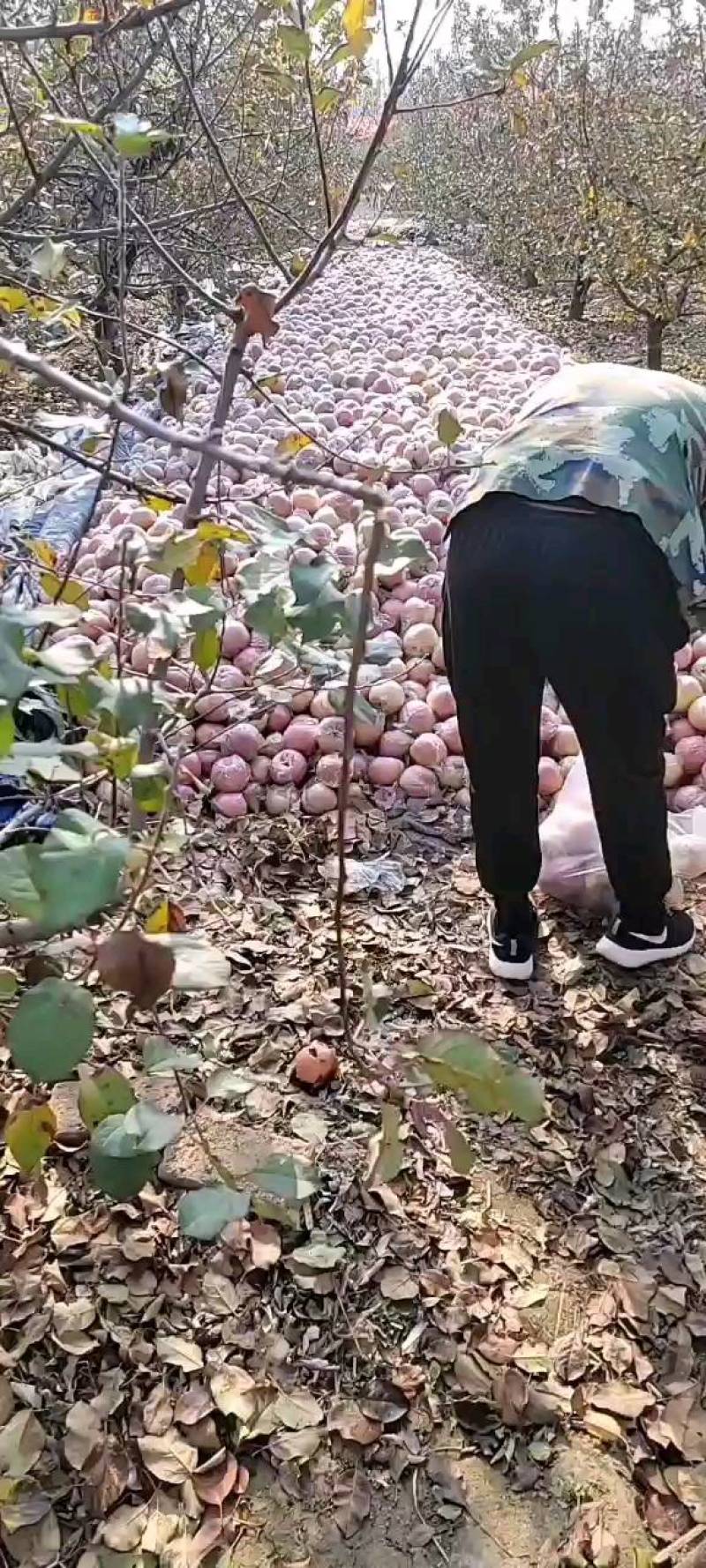 山东潍坊红富士苹果，膜袋，80以上，大量供应
