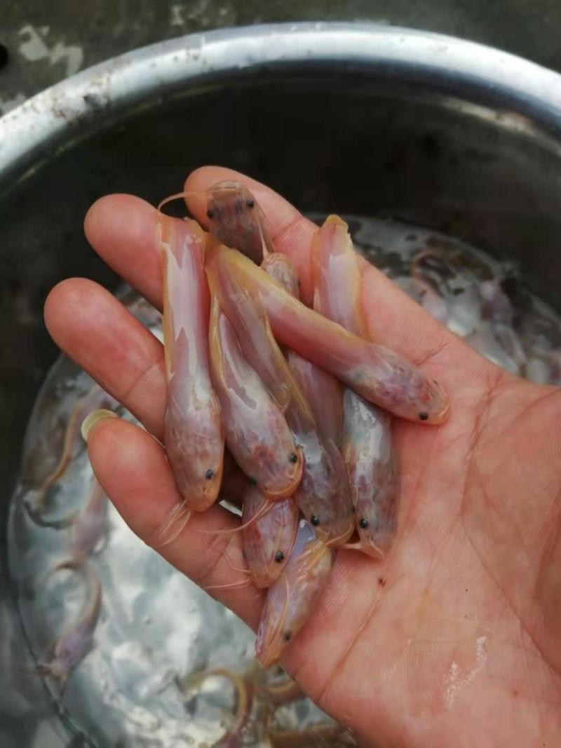 胡子鲶鱼.金丝鲶鱼.八须鲶鱼.鱼苗活力十足！